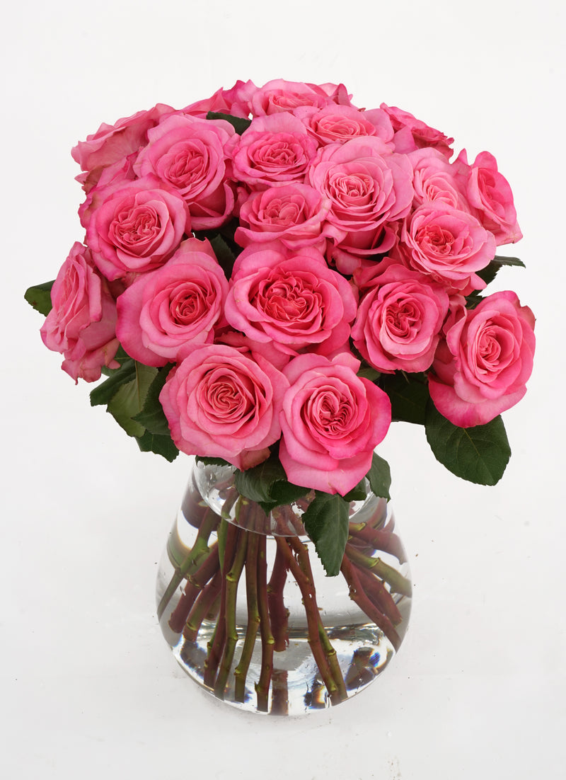 Ashley garden rose