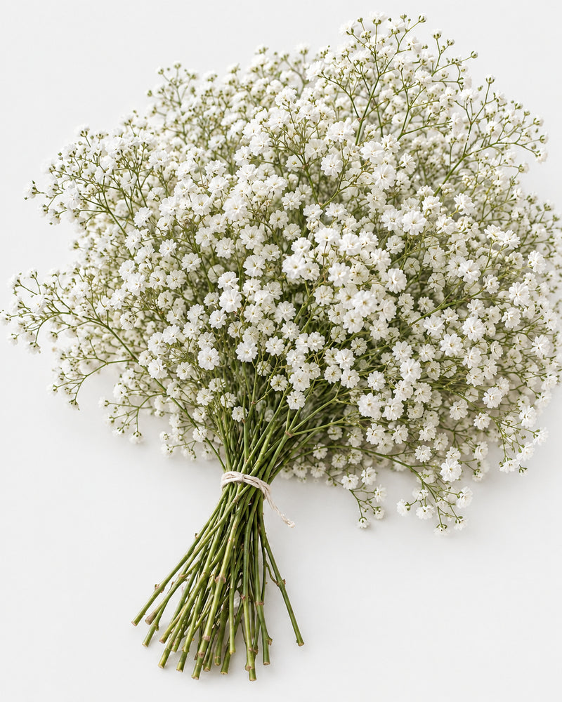 Gyp — Baby's Breath — hand-gathered bouquet on white, The Bloom Drop