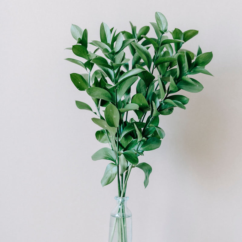 Ruscus — The Bloom Drop