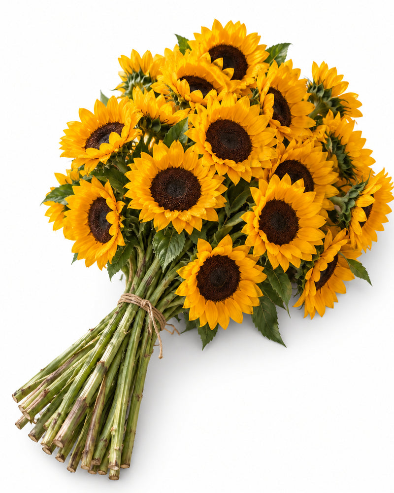 Sunflowers — hand-gathered bouquet on white, The Bloom Drop