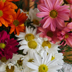 Assorted daisies — The Bloom Drop