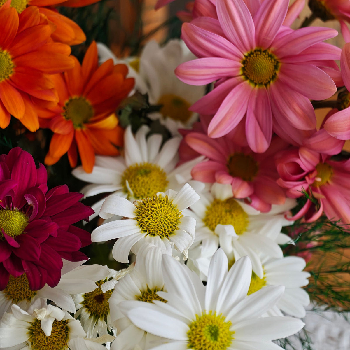 Assorted daisies — The Bloom Drop