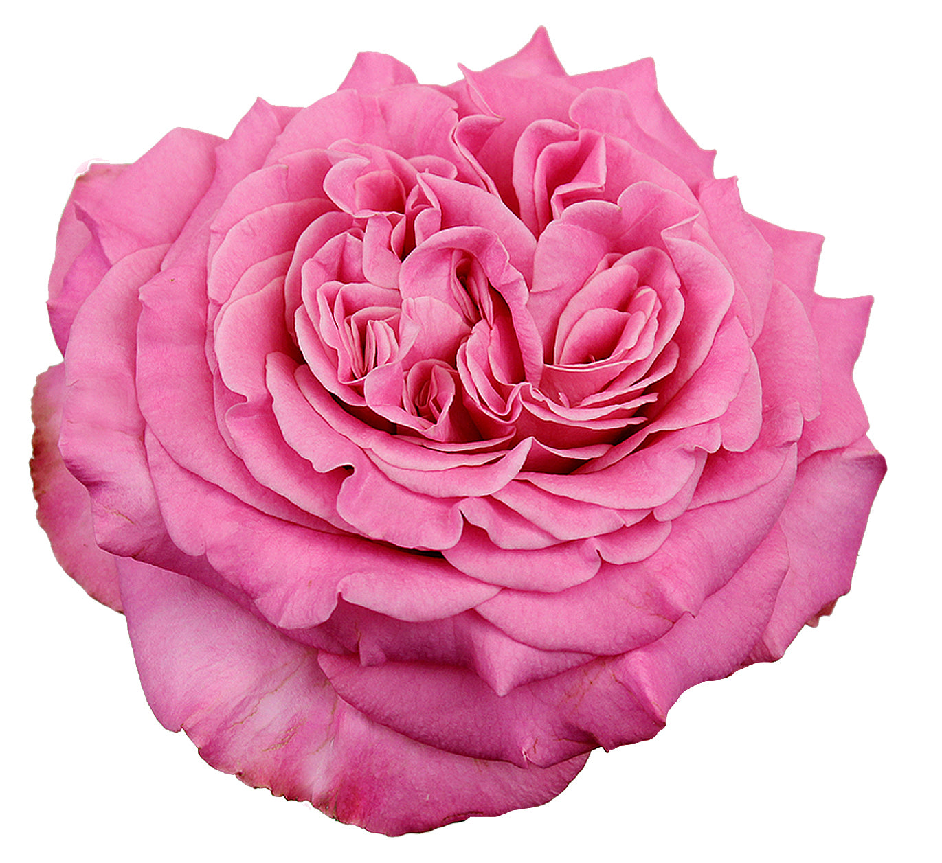 Ashley Pink Garden Roses