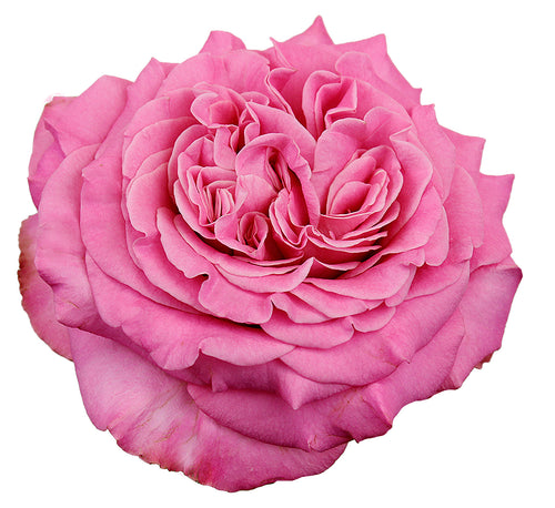 Ashley Pink Garden Roses