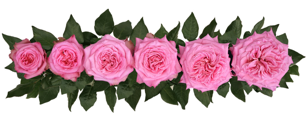 Ashley Pink Garden Roses