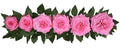 Ashley Pink Garden Roses