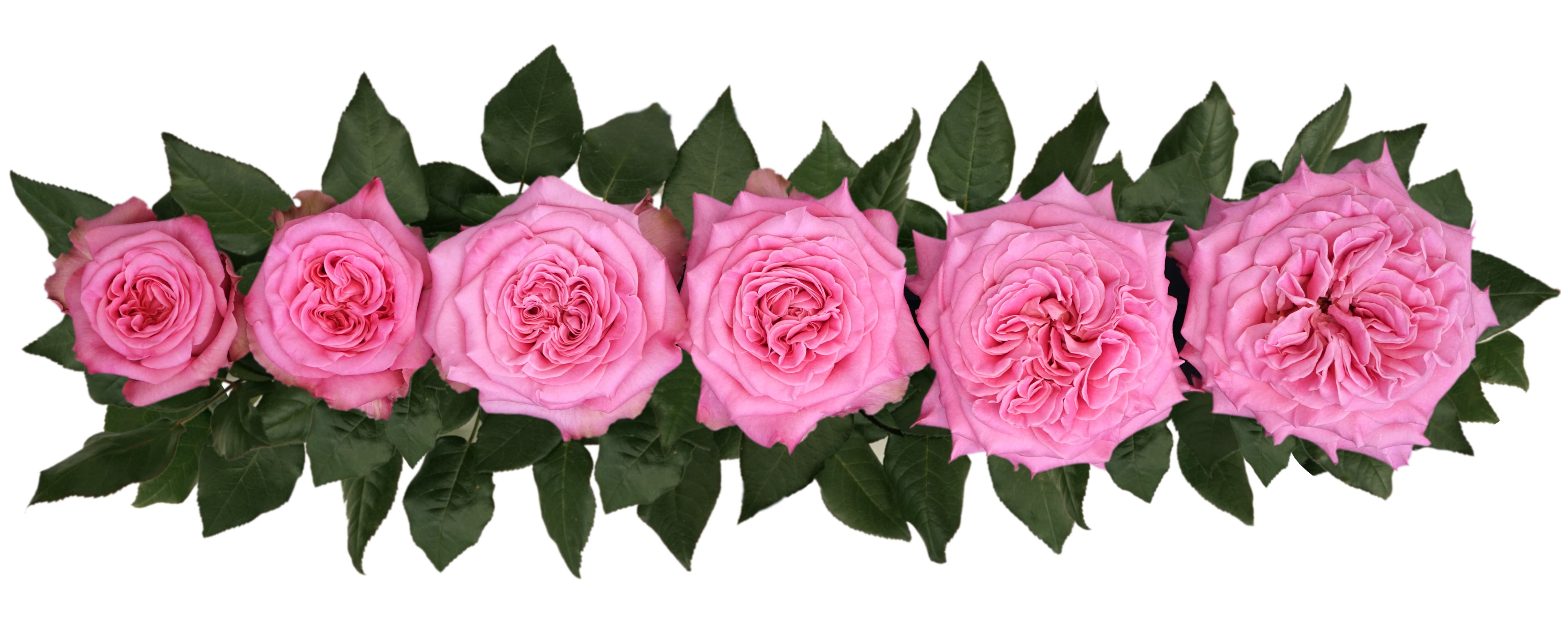 Ashley Pink Garden Roses