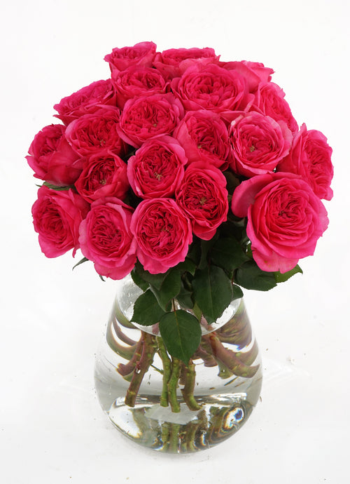 Baronesse Garden Roses hand-tied by The Bloom Drop, Miami