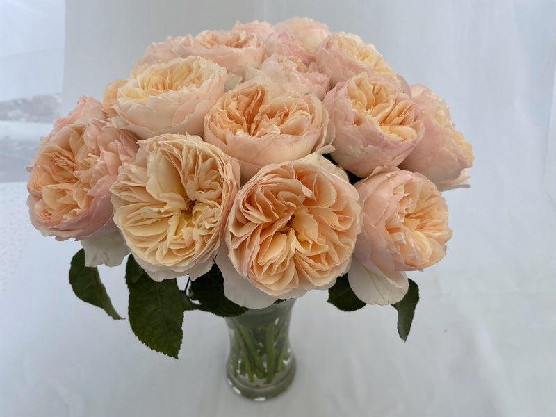 Juliet Garden Roses hand-tied by The Bloom Drop, Miami