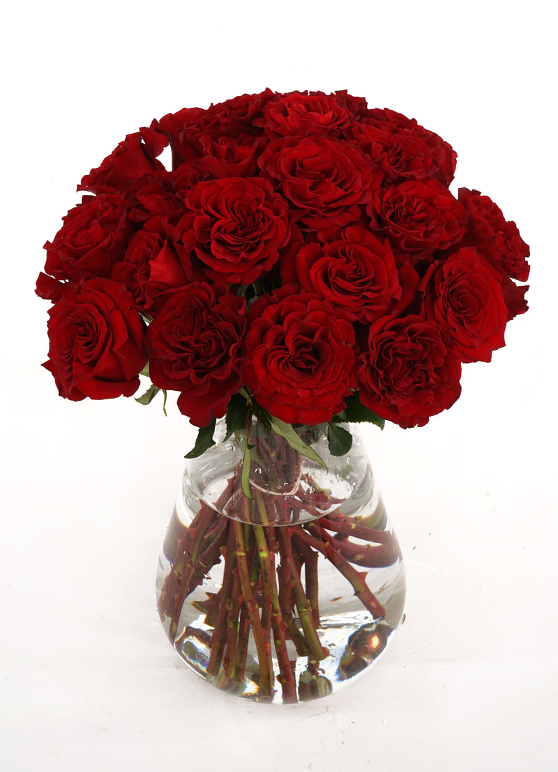 Wanted garden rose