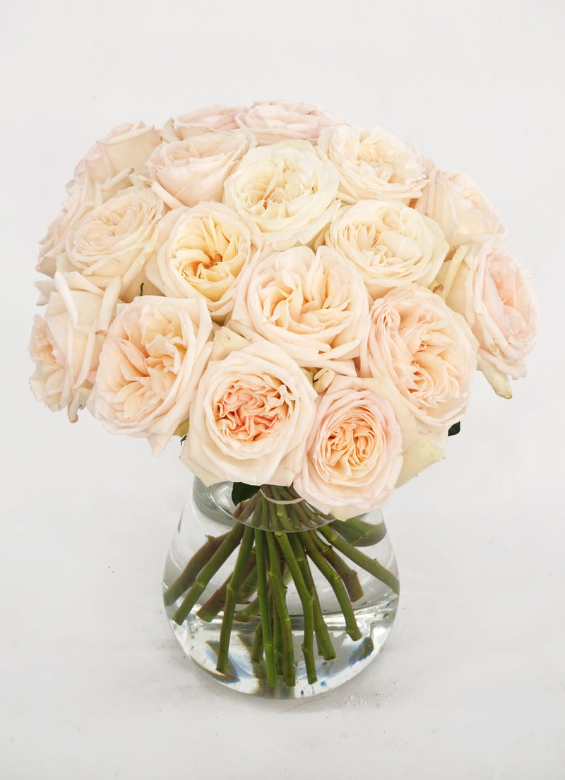 White O'Hara Garden Roses hand-tied by The Bloom Drop, Miami