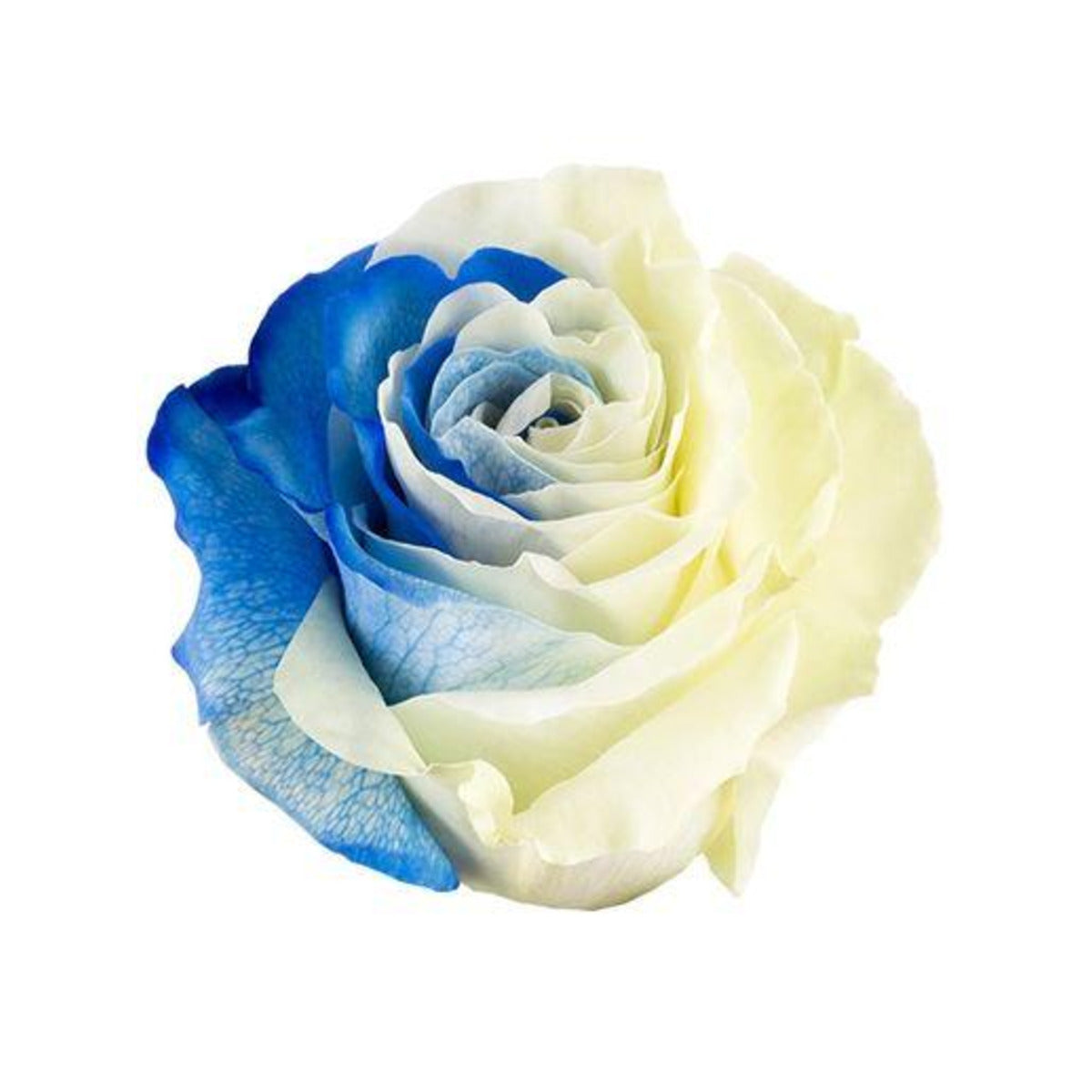 Bicolor Blue & White rose — Tie Dye Bloom Collection, The Bloom Drop
