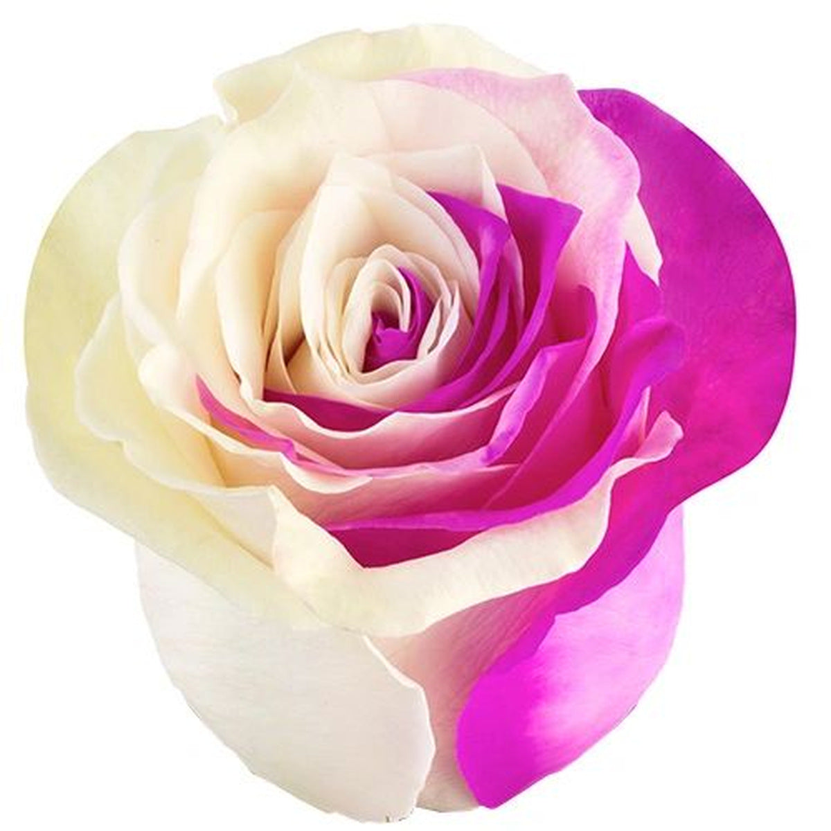 Bicolor pink and white tinted roses — The Bloom Drop