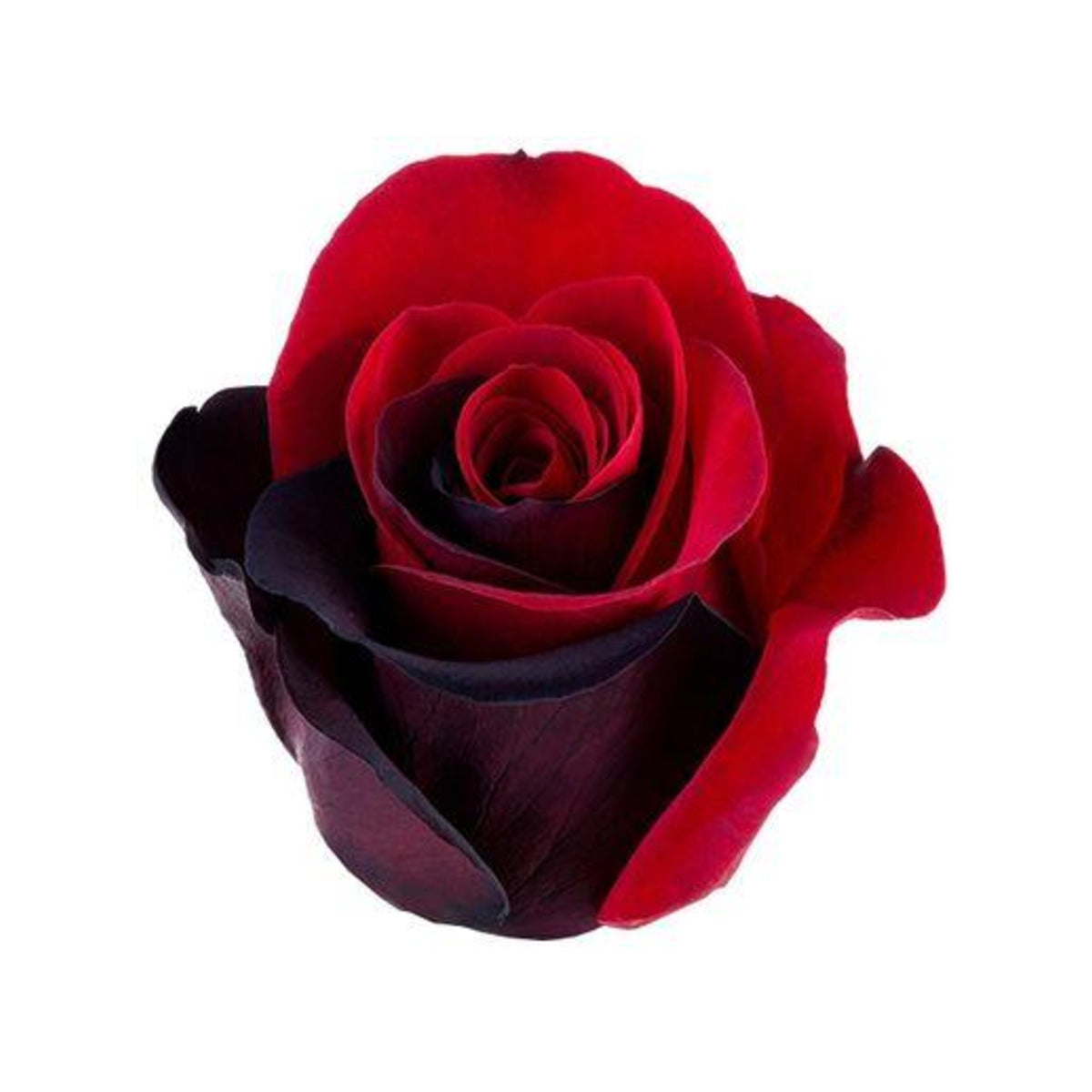 Bicolor Red & Black rose — Tie Dye Bloom Collection, The Bloom Drop