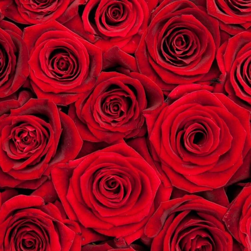 The Classy Reds — 25 premium Ecuadorian red roses, The Bloom Drop Miami