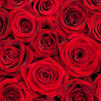 The Classy Reds — 25 premium Ecuadorian red roses, The Bloom Drop Miami
