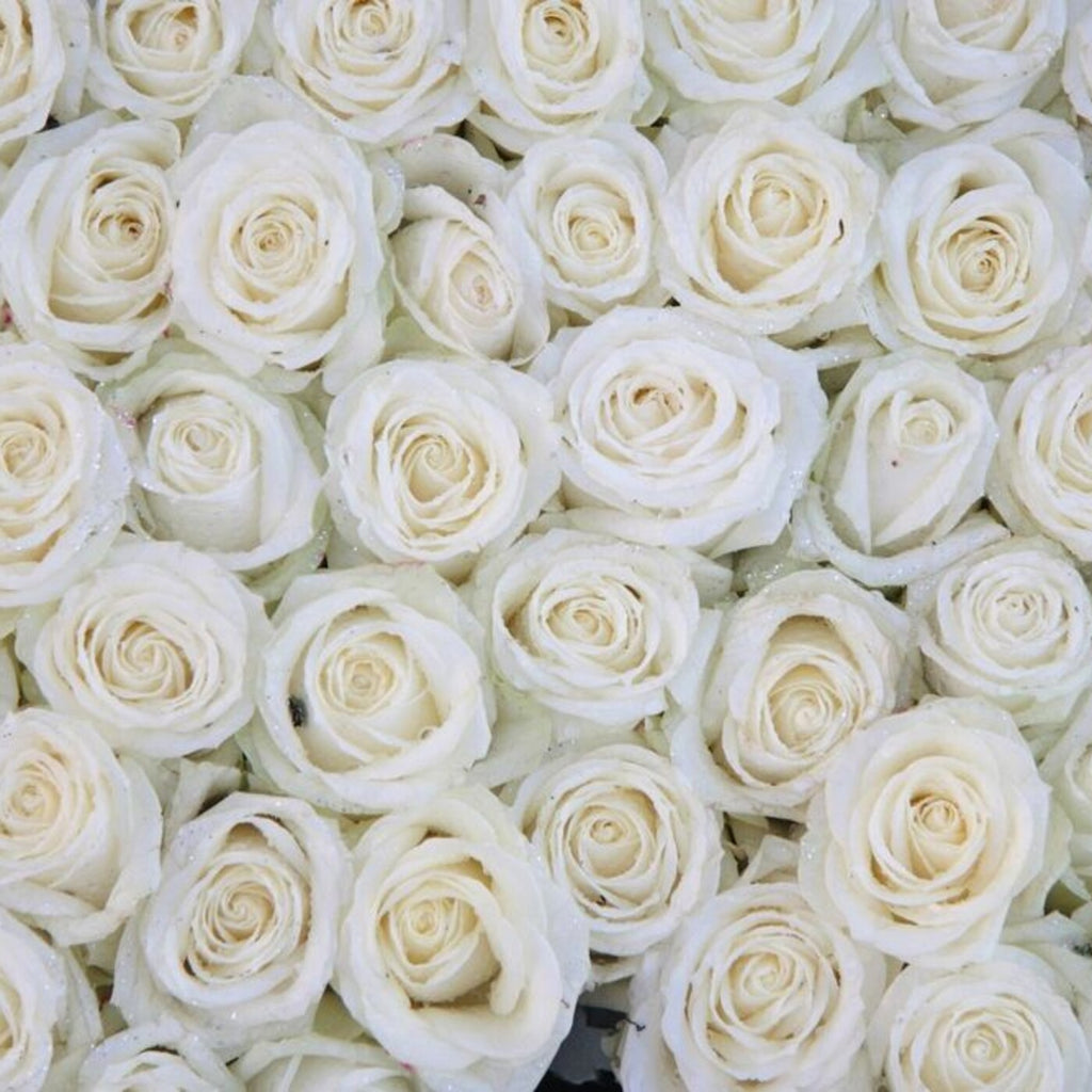 The Everyday Whites — 25 premium Ecuadorian white roses, The Bloom Drop Miami