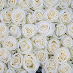 The Everyday Whites — 25 premium Ecuadorian white roses, The Bloom Drop Miami