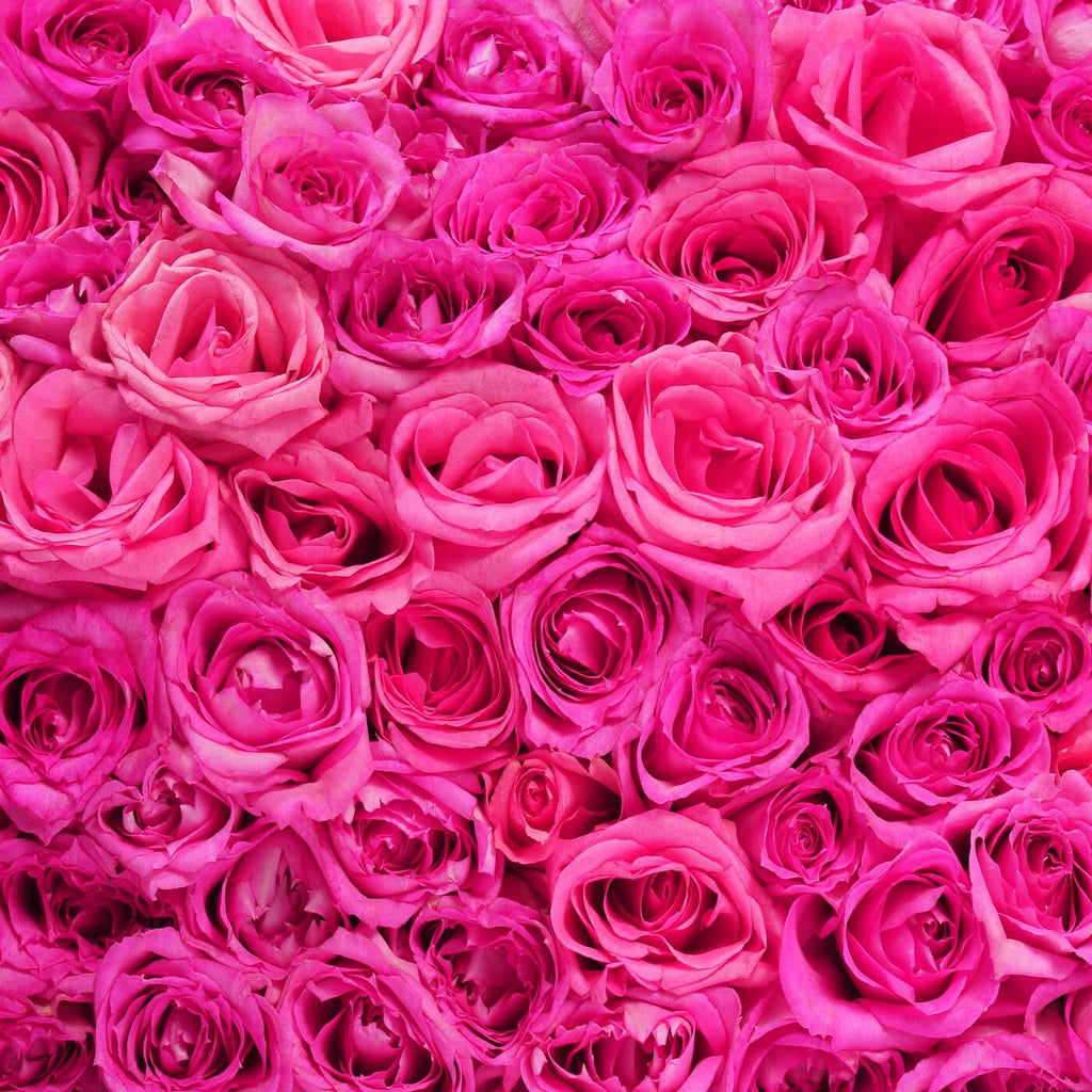 The Fresh Pinks — 25 premium Ecuadorian hot pink roses, The Bloom Drop Miami