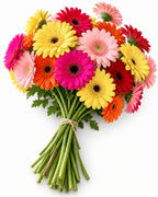Gerberas — hand-gathered bouquet on white, The Bloom Drop