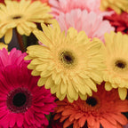 Gerberas — Assorted Pack — The Bloom Drop