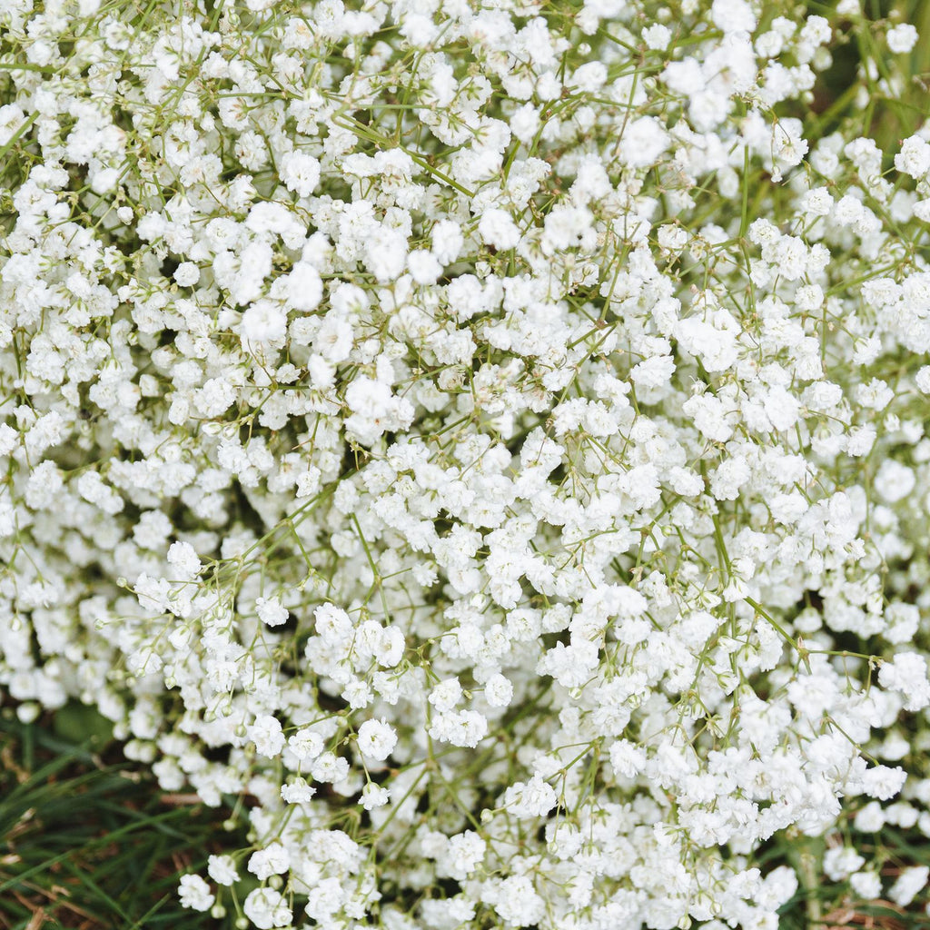 Gyp — Baby's Breath — The Bloom Drop