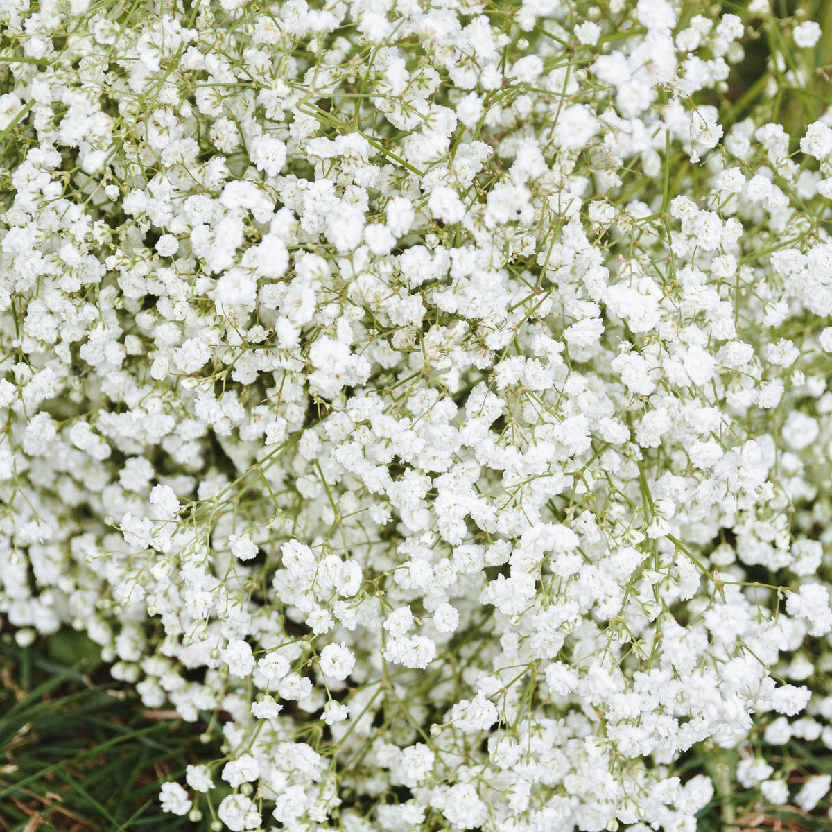 Gyp — Baby's Breath — The Bloom Drop