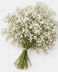 Gyp — Baby's Breath — hand-gathered bouquet on white, The Bloom Drop