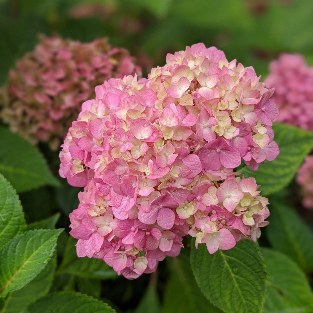 Pink Antique hydrangea — The Bloom Drop