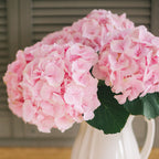 Pink hydrangea — The Bloom Drop
