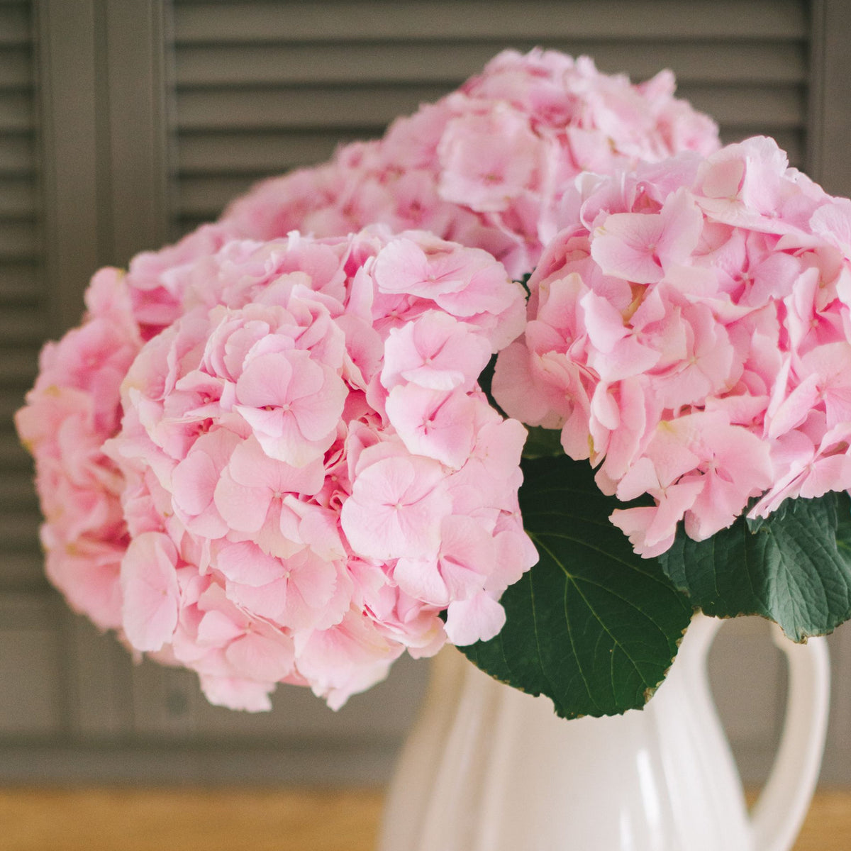 Pink hydrangea — The Bloom Drop