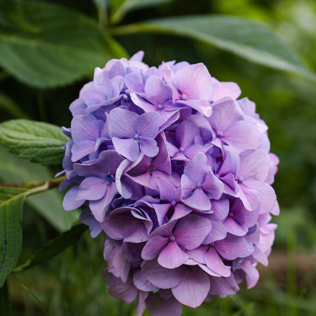 Purple hydrangea — The Bloom Drop