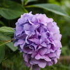 Purple hydrangea — The Bloom Drop
