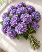 Purple — Hydrangeas, The Bloom Drop