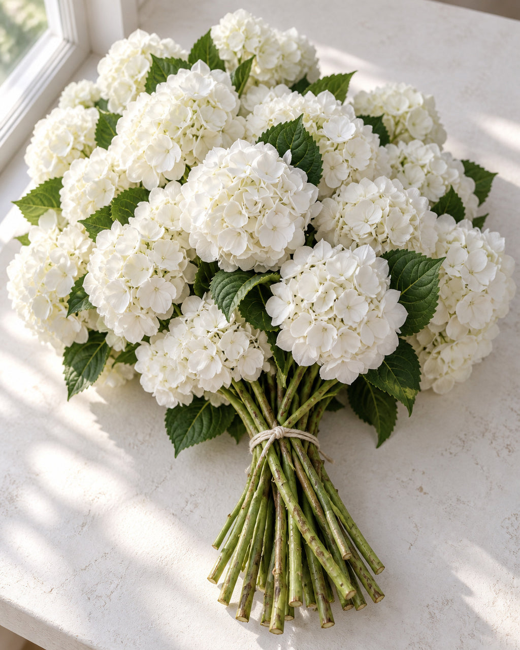 White — Hydrangeas, The Bloom Drop