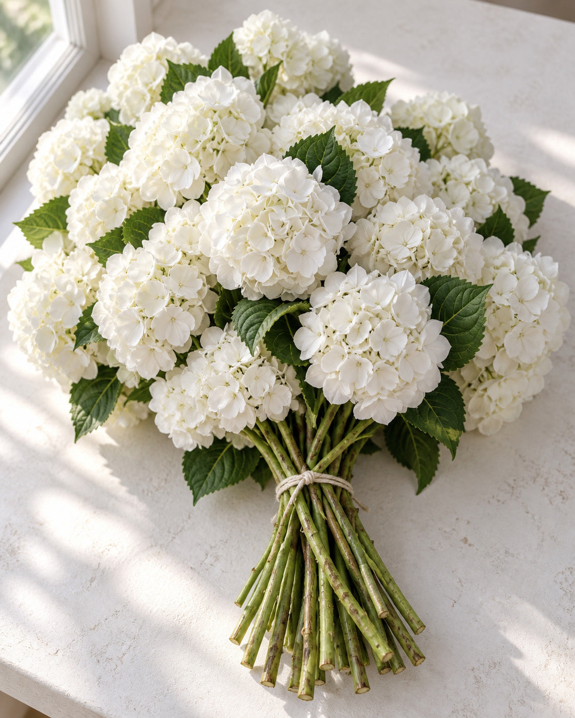 White — Hydrangeas, The Bloom Drop