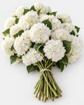 White — Hydrangeas, The Bloom Drop