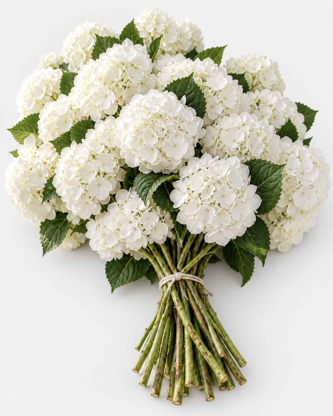 White — Hydrangeas, The Bloom Drop