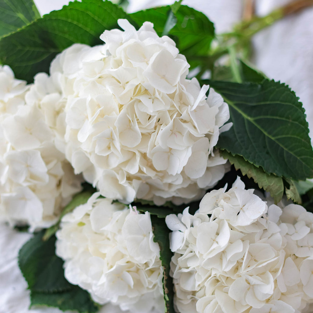 White hydrangea — The Bloom Drop