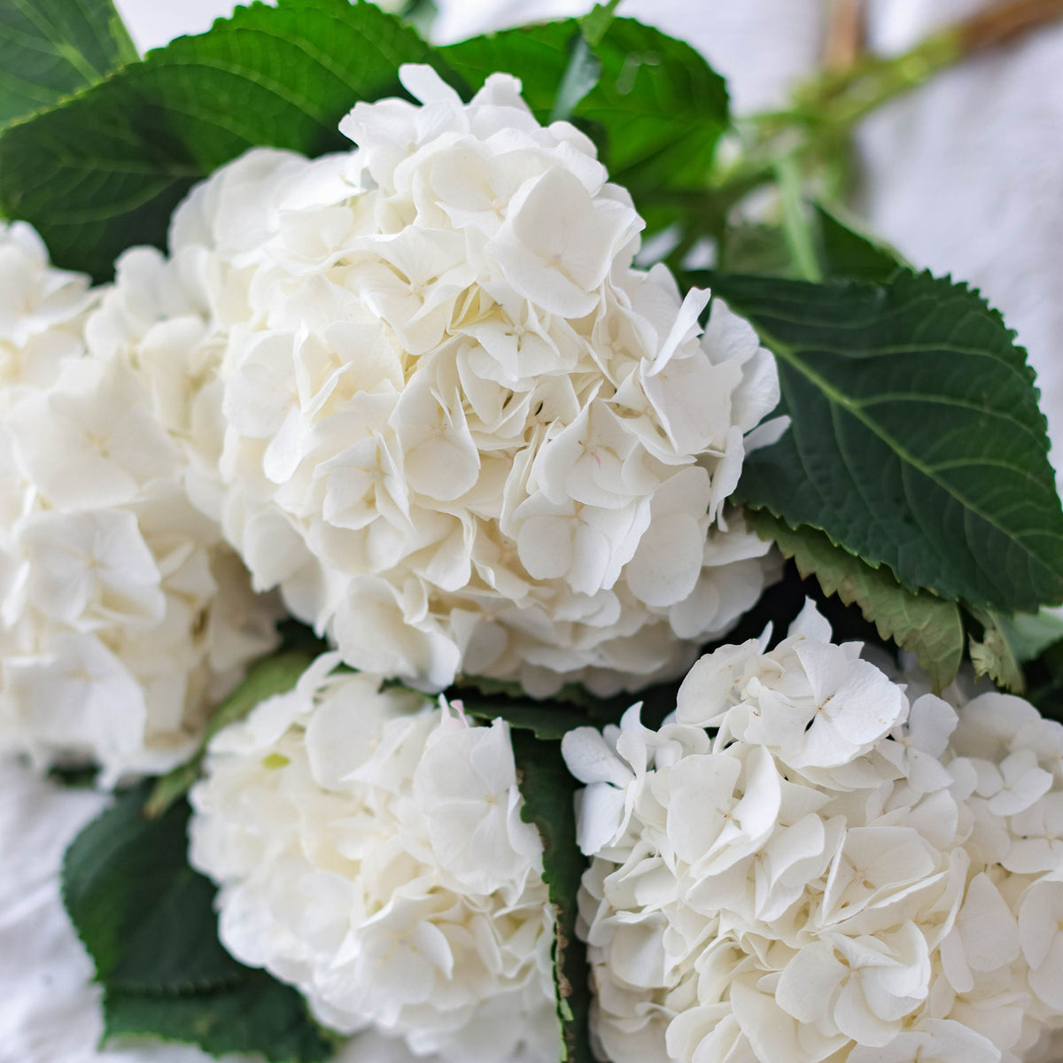 White hydrangea — The Bloom Drop