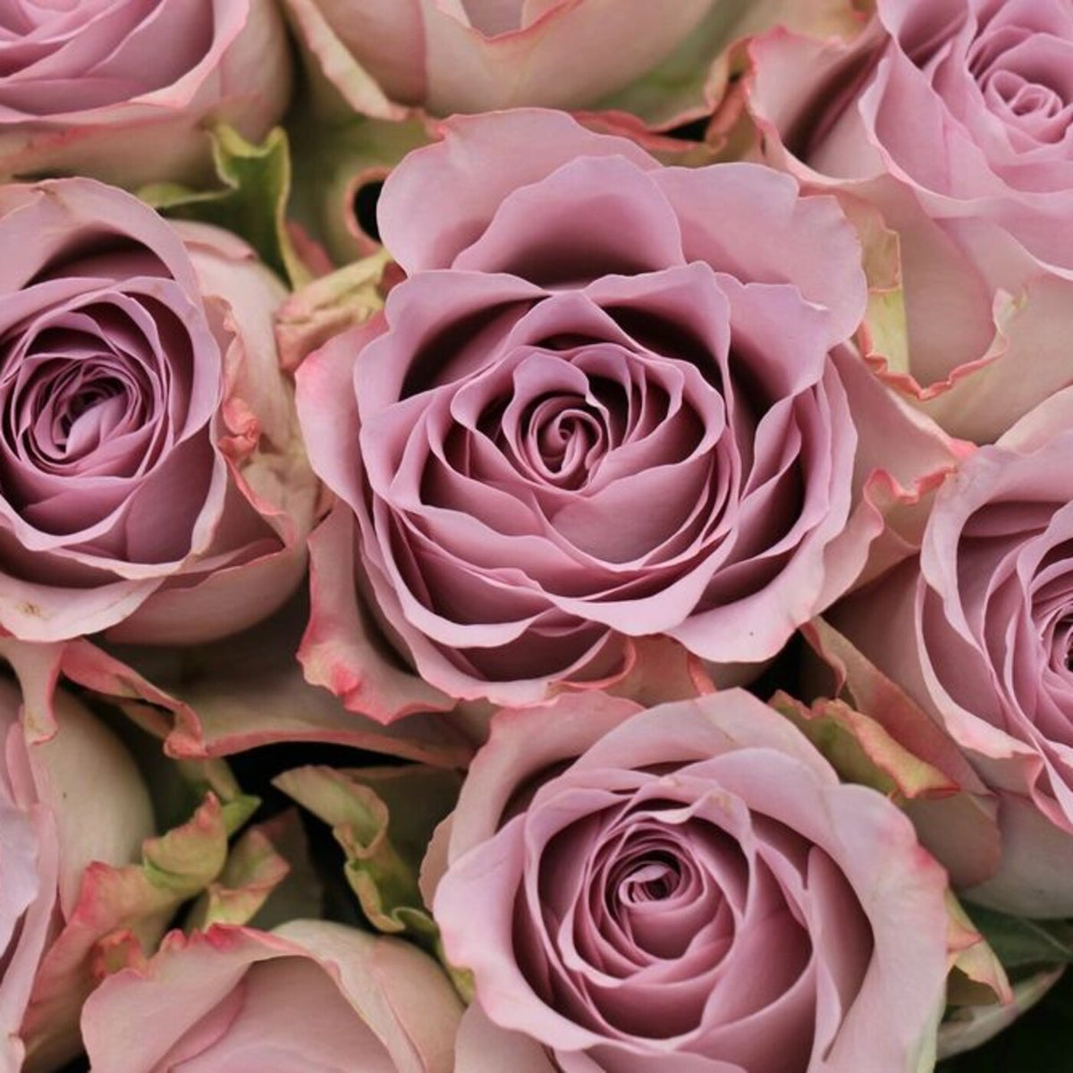 The Lavender Bloom — 25 premium Ecuadorian lavender roses, The Bloom Drop Miami