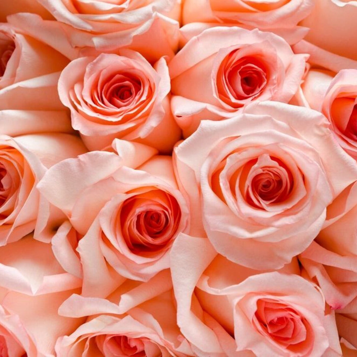 The Peachy Bloom — 25 premium Ecuadorian peach roses, The Bloom Drop Miami