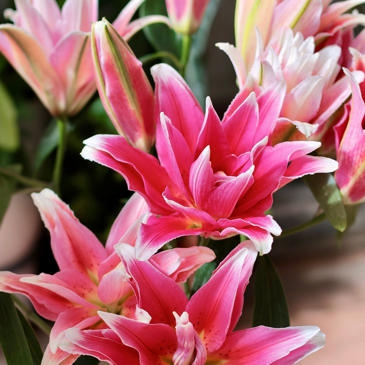 Pink oriental lilies — The Bloom Drop