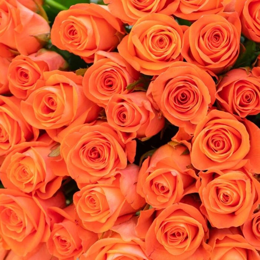 The Pure Orange — 25 premium Ecuadorian orange roses, The Bloom Drop Miami