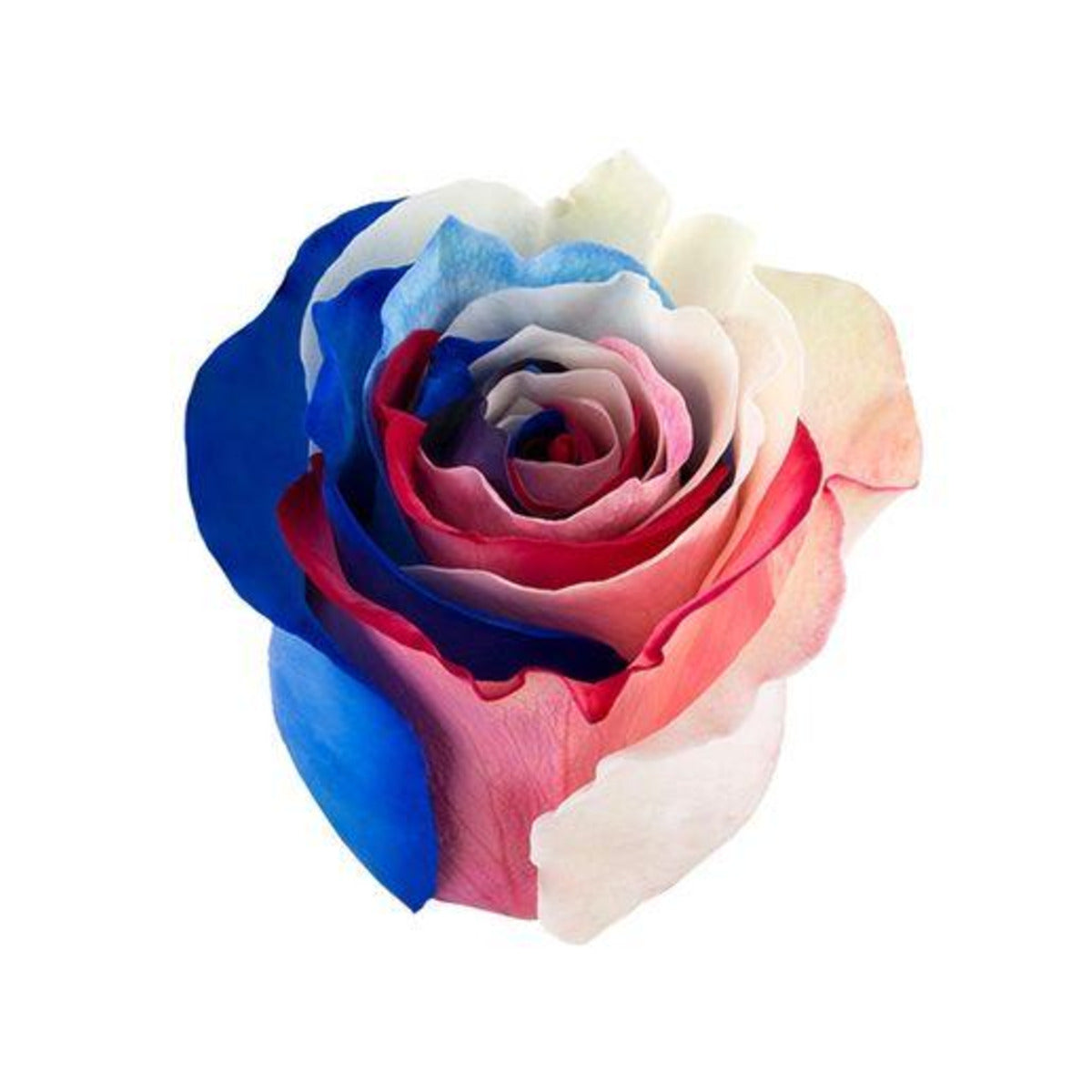 Rainbow Blue & Red rose — Tie Dye Bloom Collection, The Bloom Drop