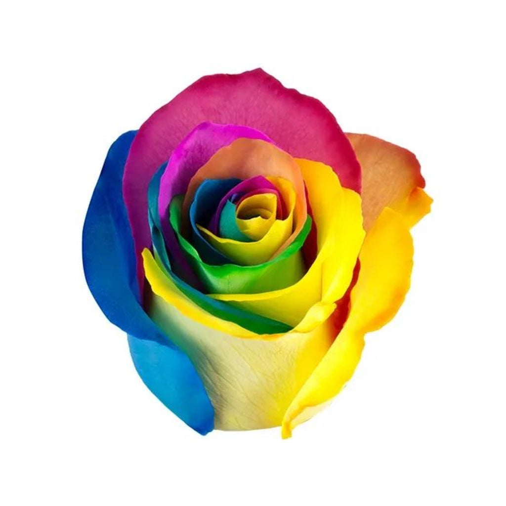 Rainbow rose — Tie Dye Bloom Collection, The Bloom Drop