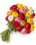 Ranunculus — Pack of 80 — hand-gathered bouquet on white, The Bloom Drop