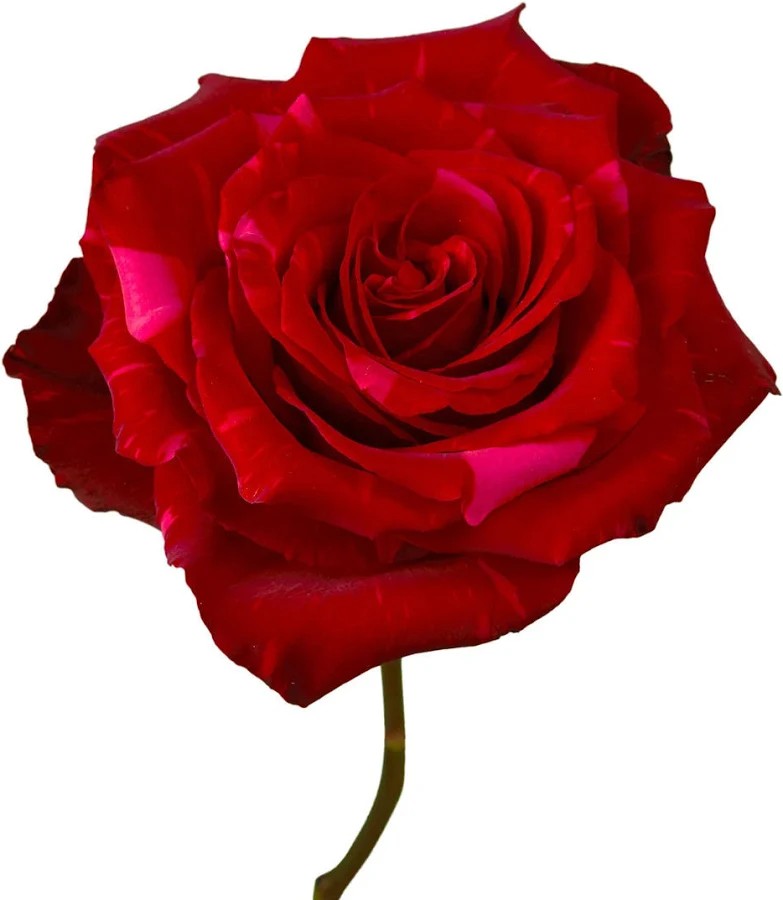 The Red Panther — single Red Panther bloom showing the hot pink reverse, The Bloom Drop Miami