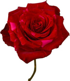 The Red Panther — single Red Panther bloom showing the hot pink reverse, The Bloom Drop Miami