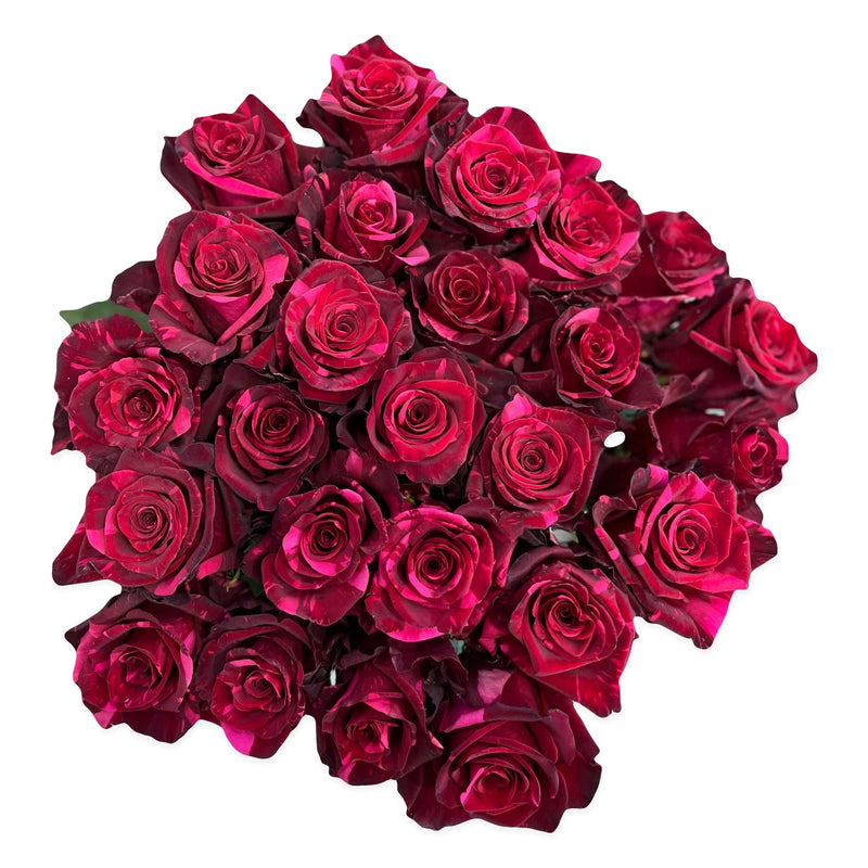 The Red Panther — 25 stems of Red Panther roses, The Bloom Drop Miami